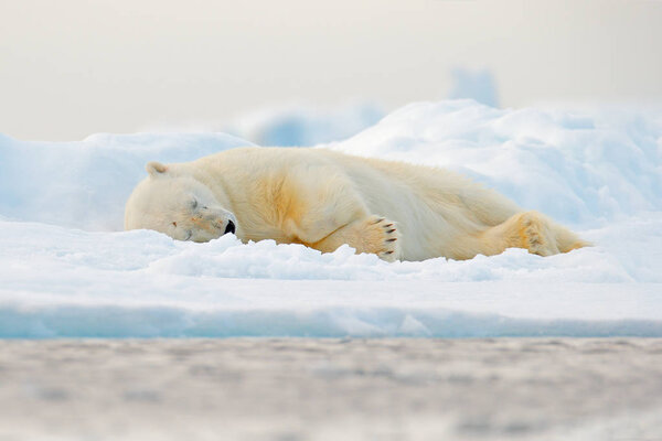 Polar bear sleeping on drift ice edge with snow and water in Norway sea, Spitsbergen, Europe 