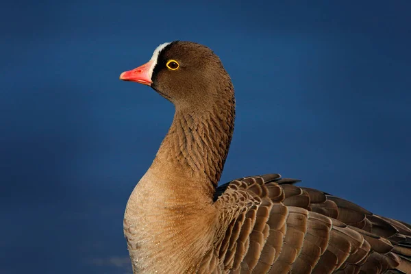 Bean Goose Anser Fabalis Walking Bird Nature Habitat Detail Portrait — Stock Photo, Image