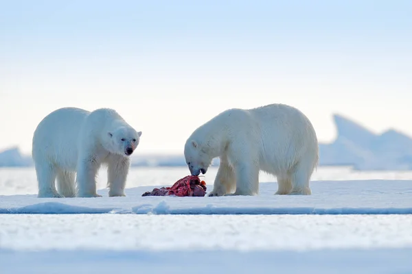 两只北极熊在浮冰上吃死海豹 在浮冰上下雪 斯瓦尔巴德 北极野生动物 — 图库照片
