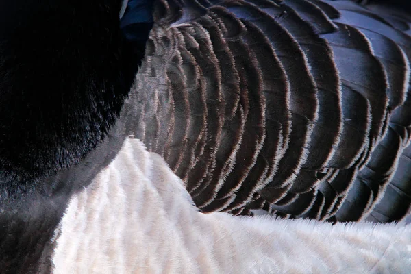 黒と白の鳥の羽根を詳細に 黒と白の鳥 バーナクルグース ブランタ ロイコプシスガチョウ 頭のクローズアップ肖像画 — ストック写真