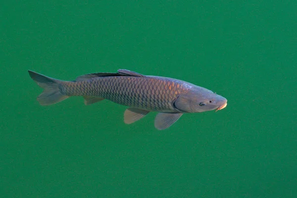 European common carp, Cyprinus carpio, widespread freshwater fish in the green blue water. Carp in the habitat, pond lake in Swiss