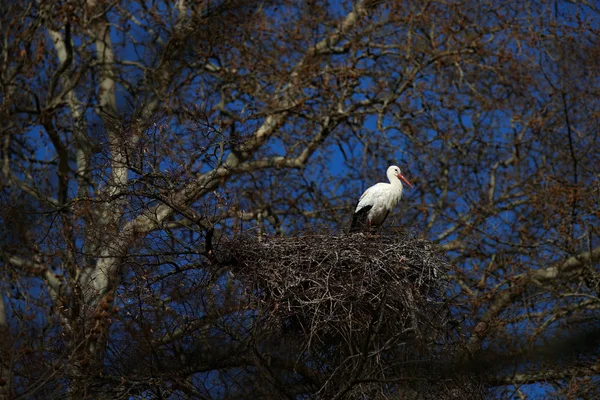 Beautiful Trees Nature Bird Nest White Stork Ciconia Ciconia Nest — Stock Photo, Image