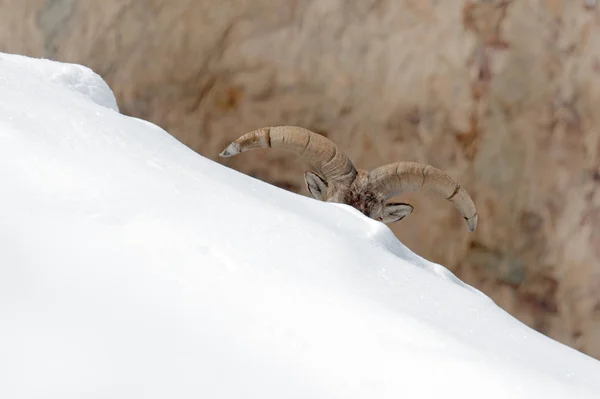 Bharal Mavi Koyun Pseudois Nayaur Kar Ile Kaya Hemis Ladakh — Stok fotoğraf