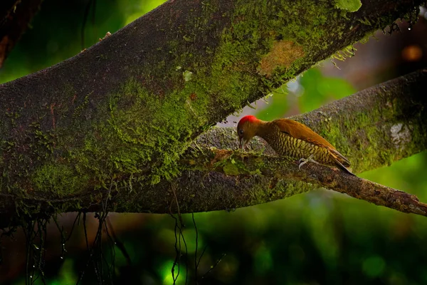 Vörösszárnyú Harkály Piculus Simplex Barna Madár Vörös Arcú Costa Rica — Stock Fotó