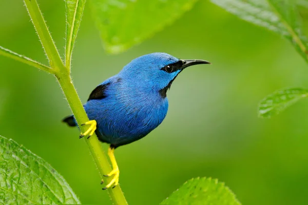 Синій Тропік Птах Макро Портрет Блискучий Honeycreeper Дані Cyanerpes Дикої — стокове фото