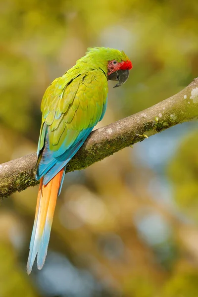 Ara Ambigua Πράσινο Παπαγάλος Macaw Μεγάλο Πράσινο Δέντρο Άγρια Σπάνιο — Φωτογραφία Αρχείου