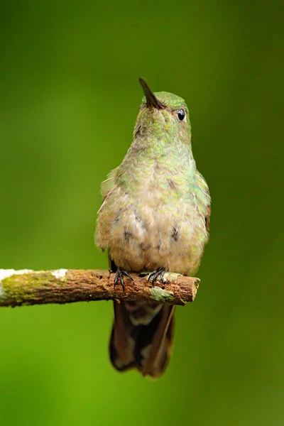 Scaly Breasted Kolibrie Plaatsings Boomtak Groene Achtergrond Boca Tapada Costa — Stockfoto