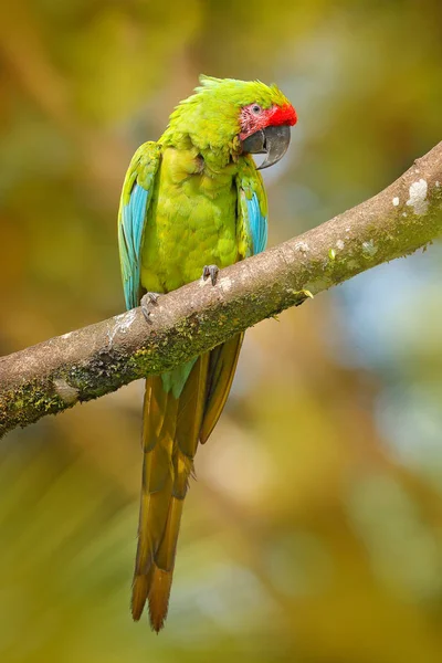 Ara Ambigua Πράσινο Παπαγάλος Macaw Μεγάλο Πράσινο Δέντρο Άγρια Σπάνιο — Φωτογραφία Αρχείου