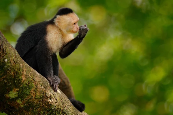 Fehérfejű Capuchin Fekete Majom Ága Sötét Trópusi Erdőben Wildlife Costa — Stock Fotó