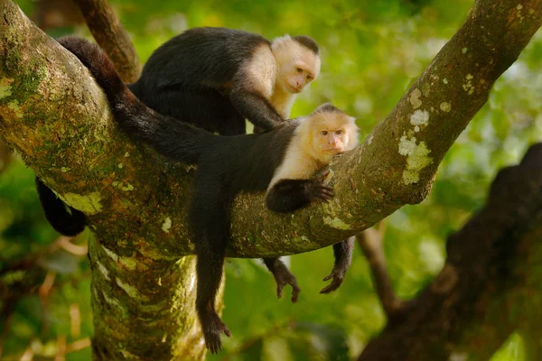Bělohlavý Capuchin Cebus Capucinus Černé Opice Sedící Větvi Stromu Tmavém — Stock fotografie