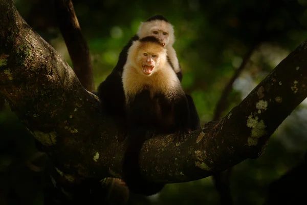 白頭のカプチン 暗い熱帯林の木の枝に座っている黒い猿 コスタリカの野生生物中米の旅行旅行 — ストック写真