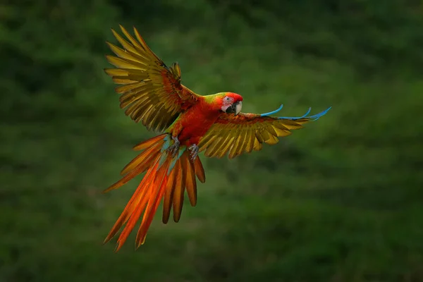 Vörös Hibrid Papagáj Erdőben Macaw Papagáj Repül Sötétzöld Növényzet Ritka — Stock Fotó