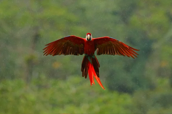 Papoušek Macaw Letí Tmavě Zelené Vegetaci Krásným Zadním Světlem Deštěm — Stock fotografie