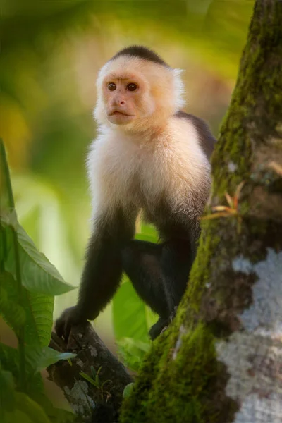 White Headed Capuchin Black Monkey Sitting Tree Branch Dark Tropical — Stock Photo, Image