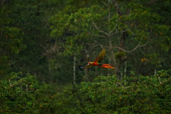 森の中の赤いハイブリッドオウム 暗い緑色の植生の中を飛ぶマコーオウム 珍しい形アラマカオアラアンビグア 熱帯林 コスタリカ 熱帯の自然からの野生動物のシーン ジャングル — ストック写真