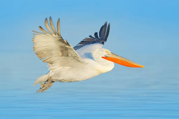 開いた翼を持つダルマチアペリカンは ケルキニ湖の青い水に着陸 ギリシャ ヨーロッパの自然の野生動物のシーン — ストック写真