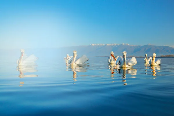 Pélicans Dalmates Avec Longs Becs Orange Sur Surface Eau Bleue — Photo