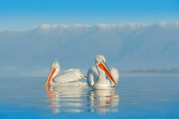 ギリシャ ケルキニ湖の青い水面に長いオレンジ色のくちばしを持つダルマチアペリカン ヨーロッパの自然の野生生物シーン — ストック写真