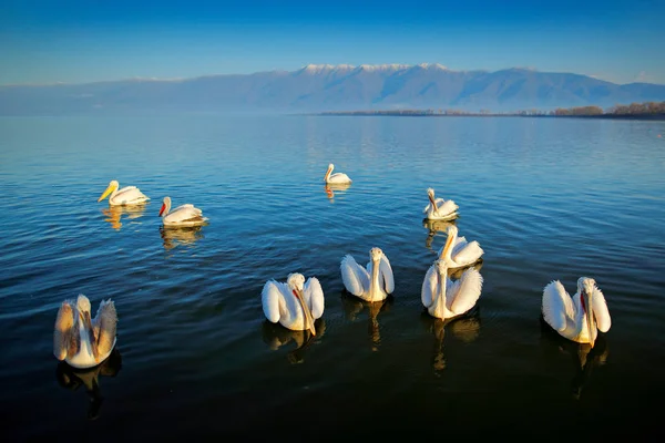 Pélicans Dalmates Avec Longs Becs Orange Sur Surface Eau Bleue — Photo