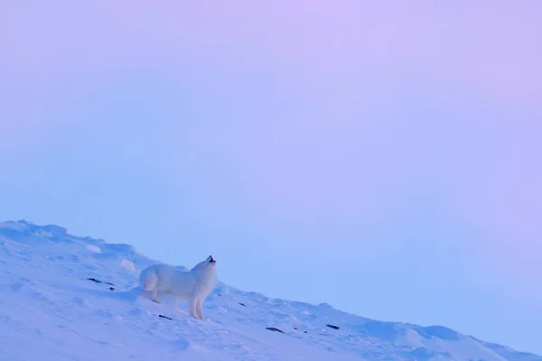 Polarfuchs Lebensraum Winterlandschaft Spitzbergen Norwegen Schönes Weißes Tier Schnee Wildlife — Stockfoto