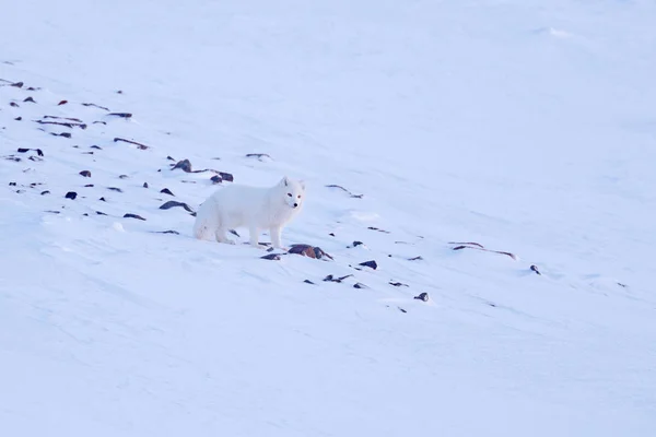 Polarfuchs Lebensraum Winterlandschaft Spitzbergen Norwegen Schönes Weißes Tier Schnee Tieraktionsszene — Stockfoto