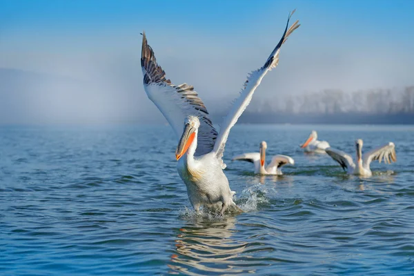 Kerkini Gölü Mavi Yüzeyinde Uzun Turuncu Gagaları Ile Dalmaçya Pelikan — Stok fotoğraf