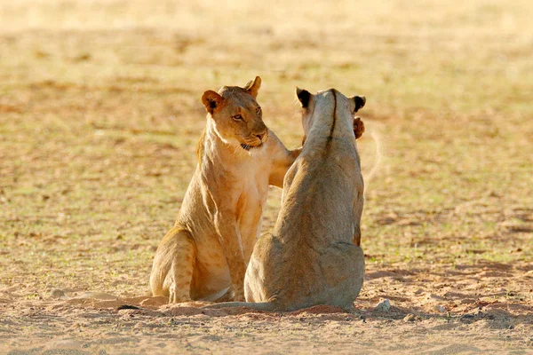 Lions fight in the sand. Lion with open muzzle. Pair of African lions, Panthera leo, detail of big animals, Etosha NP, Namibia in Africa. Cats in nature habitat. Animal behaviour in Namibia.