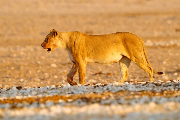 Stor Arg Kvinnlig Lejon Etosha Namibia Afrikansk Lioness Går Gräset — Stockfoto