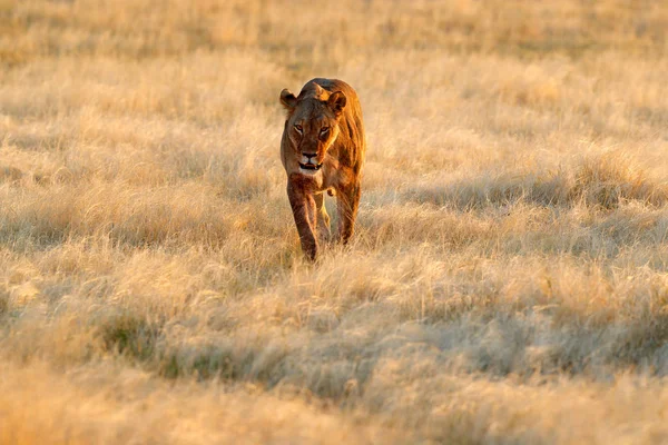 Una Gran Leona Enojada Etosha Namibia Leona Africana Caminando Hierba — Foto de Stock