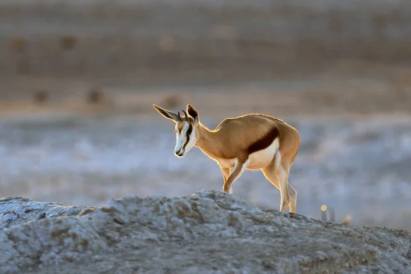 Springbok Antilobu Antidorcas Marsupialis Afrika Nın Kuru Habitatında Etocha Namibya — Stok fotoğraf