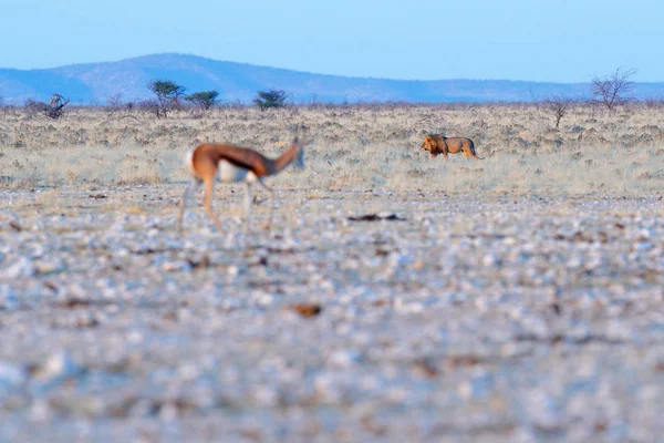 Lion and Springbok antelope in the African dry habitat, Etocha NP, Namibia. Mammals from Africa. Springbok in evening back light. Sunset on safari in Namibia. Animal hunting behaviour, wildlife nature.