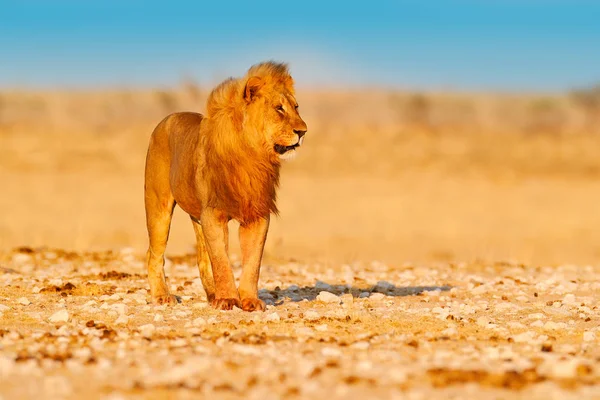 Löwen-Spaziergang. Porträt des afrikanischen Löwen, Panthera leo, Detail großer Tiere, etocha np, namibia, afrika. Katzen im trockenen natürlichen Lebensraum, heißer, sonniger Tag in der Wüste. Wildszene aus der Natur. — Stockfoto