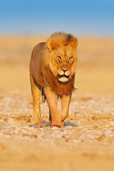 Oroszlán járni. Portré az afrikai oroszlán, Panthera leo, részletesen nagy állatok, Etocha NP, Namíbia, Afrika. Macskák száraz természetben élőhely, meleg napsütéses nap a sivatagban. Vadon élő állatok jelenet a természetből. — Stock Fotó