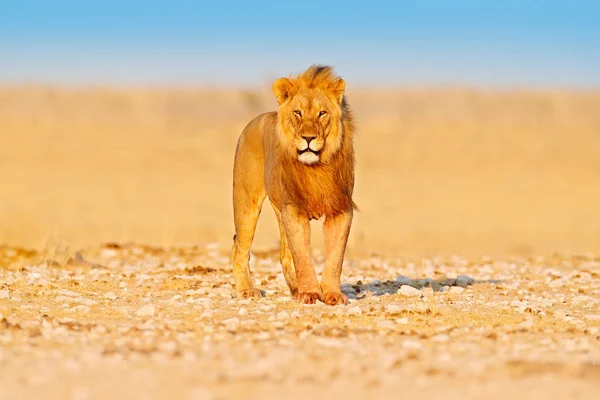 ライオンは歩くアフリカのライオン、パンテラレオ、大きな動物の詳細、エトチャNp、ナミビア、アフリカの肖像画。乾燥した自然の生息地の猫、砂漠の暑い晴れた日。自然の野生動物のシーン. — ストック写真