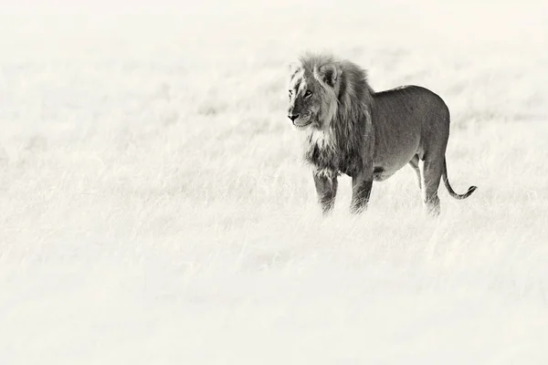 Vzteklý Lev Etosha Namibii Lev Lví Chůze Trávě Krásným Večerním — Stock fotografie