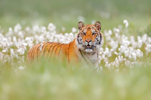 自然の森の生息地でシベリアトラ 霧の朝 緑の白い綿の草でアムールトラ狩り 危険な動物 タイガ ロシア環境の中に座っている大きな猫 野生動物の自然の中で野生の猫 — ストック写真