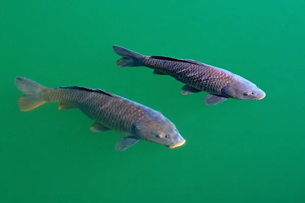 European common carps, Cyprinus carpio, widespread freshwater fish in the green blue water. Carps in the habitat, pond lake in Swiss. Two fish near the water surface. Wildlife scene from nature. — Stock Image European Common Carps Cyprinus Carpio Widespread Freshwater Fish Green Blue Stock Photo