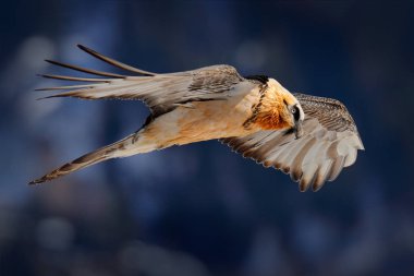 Nadir dağ Gypaetus barbatus kuş sinek, Valais, İsviçre 