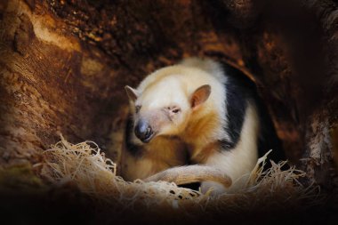Güney Tamandua, Tamandua tetradactyla, doğa ormanı habitat, Brezilya vahşi karıncayiyen. Tropik orman ormanından vahşi yaşam sahnesi. Uzun namlulu ve büyük kulakları ile Karıncayiyen, ağaç deliği gizli.