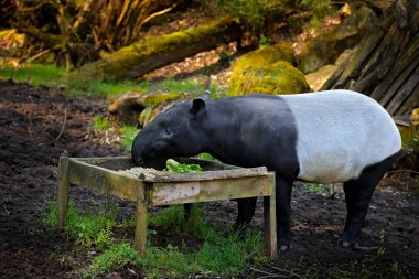 Doğada tapir. Malayan Asya tapir Tapirus indicus, yeşil bitki örtüsü. Tapir beslenme, Malezya. Tropikal doğanın yaban hayatı sahnesi. Güzel memelilerin detay portresi. Asya 'dan sevimli büyük hayvan.