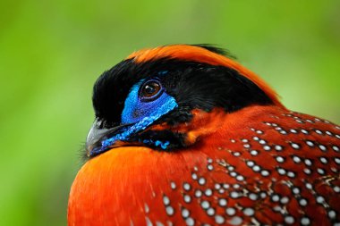 Asya 'dan egzotik kuş. Temmincks Tragopan, Tragopan temminckii, siyah, mavi ve turuncu kafa ile nadir sülün detay portre, doğa habitatta kuş, yeşil yaprakları gizli, Hindistan.