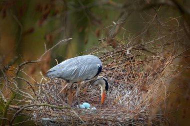 Gri balıkçıl, Ardea cinerea, yuvada beş yumurta, yuvalama zamanı. Doğanın yaban hayatı hayvan sahnesi. Kuş ile bahar yuvalama süresi.