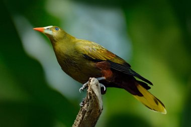 Yeşil Oropendola, Psarocolius viridis, beyaz fatura ve mavi göz ile tropik kuş. Brezilya egzotik kuş portresi, açık yeşil arka plan. Vahşi yaşam sahnesi, tropikal doğa, Amerika 'da kuş gözlemciliği. 