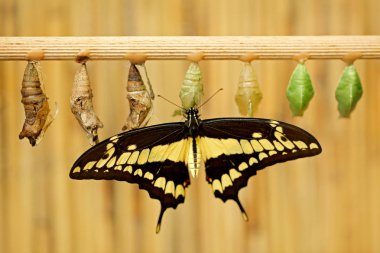 Chrysalis pupas ile Dev Kırlangıç Kuyruk kelebek. , Papilio thoas nealces 