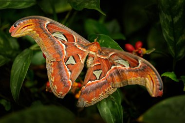 Güzel Dev Atlas Moth-aka kelebek karanlık ormanda, Asya 