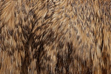 Ortak EMU, dromaius novaehollandiae, Avustralya 'nın en büyük kuşu detayları tüyleri tüyler. Kuş doğası güzel sanat yakın çekim detay. EMU kahverengi tüyleri. 