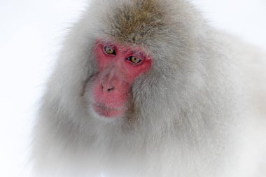 Karda oturan Japon makak, Hokkaido, Japonya 