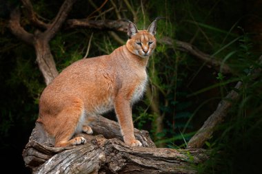 Caracal, African lynx, on the tree vegetation. Beautiful wild cat in nature habitat, Botswana, South Africa.Wildlife scene from nature.   clipart