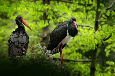 Siyah leylek detayı. Doğanın yaban hayatı sahnesi. Kırmızı fatura ile Bird Black Stork, Ciconia Nigra, ormandaki yuvada oturuyor. Kırmızı fatura ile siyah ve beyaz kuş.
