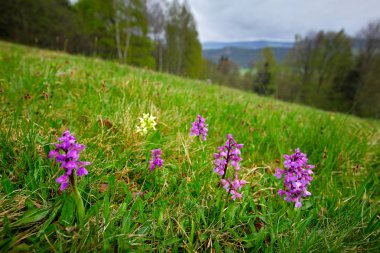 Sarı ve pembe Yaşlı çiçekli Orkide, Dactylorhiza sambucina, doğa habitat Avrupa karasal yabani orkide. Avrupa'da doğa bahar sahnesi. Tepede çiçek ve ağaçlarla çayır, Sumava, Çek